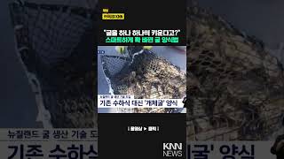 스마트 굴양식 신기술 도입, &#39;개체굴&#39; 수확 본격화 / KNN