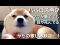 お盆休み明けでやっぱりパパロス状態に…柴犬こてつ君