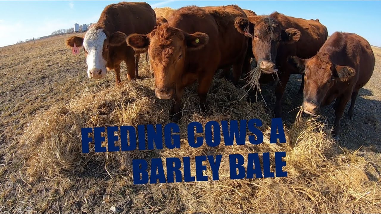 Feeding cows a barley bale YouTube