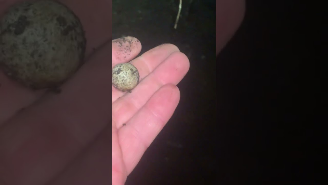 Найден глинистый мрамор. Грязекурение и раскопки бутылок в Шотландии.