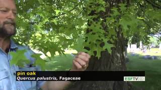 Trees with Don Leopold - pin oak