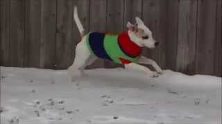 Adopt Mitsy- Kokomo Humane Society