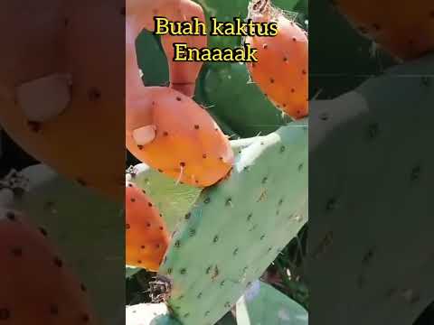 Video: Adakah nopal sejenis kaktus?