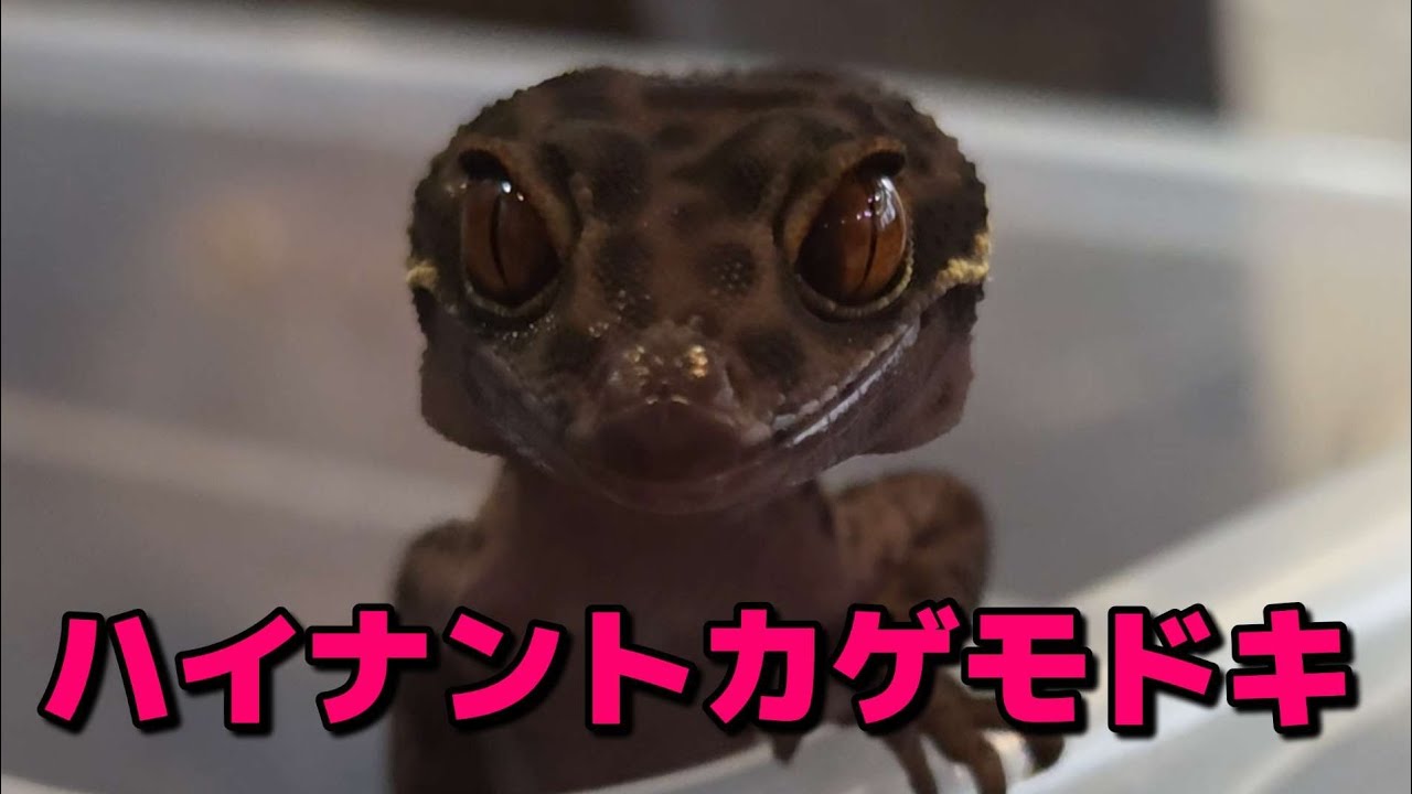 A cool gecko with a jet black body and red eyes [Hainan ground