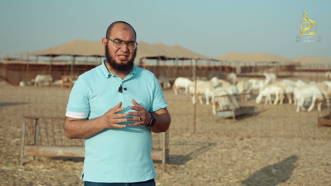 الحلقة القادمة ( صمام الأمان ) في برنامج تربية الاغنام في السعودية 