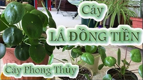 Cây LÁ ĐỒNG TIỀN - Cây Phong Thủy - Pilea Peperomioides