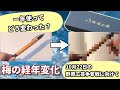 野原工芸】梅のシャープペン一年使ってどう変わった？＆10月22日の争奪