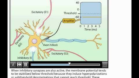 Animation Summation of Postsynaptic Potentials