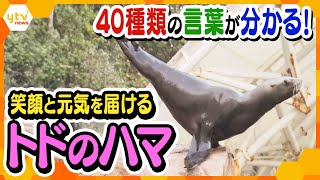 人の言葉が分かる!?東日本大震災のあとに関西にやってきた人気者、トドのハマが届ける笑顔と元気