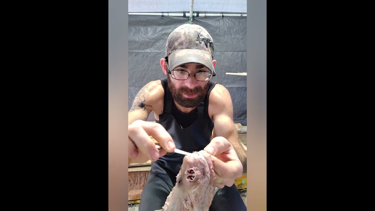 coyote hide tanning part 1