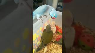 Parrot ?love to our baby #shorst #viral #short #parrot #parrots #budgies #budgieslife #pets #love