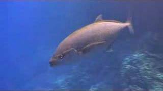 Red Sea: Daedalus Reef