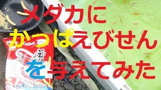 楊貴妃メダカに かっぱえびせんを与えてみた　エビだけに・・・。産卵もまだしています　３色メダカ透明燐