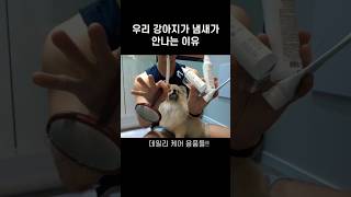 우리집 개가 냄새가 안나는 이유 (데일리케어)