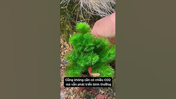 Tạo cảnh quan và lọc nước cho bể cá với cây Rong La Hán cực dễ trồng và dễ chăm #aquarium