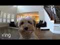 Mini Goldendoodle Puppy Gives Her Pet Dad Kisses On A Ring Cam RingTV 