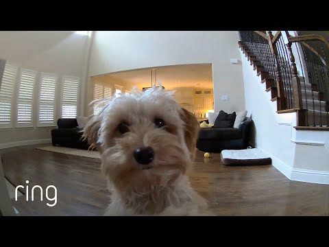 Video: 15 Gifs Nibbling šuniukai, naudojantys pasaulį kaip žiedą