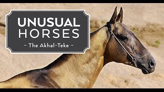 Unusual Horses: Akhal-Teke