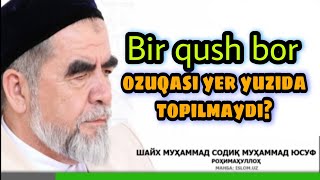 Alloh rizqni juda ajoyib tarzda beradi? / Shayx Muhammad Sodiq Muhammad Yusuf @islomuz