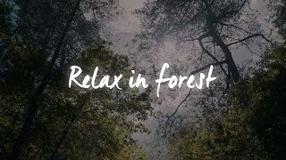 Relax in Forest -  beats to sleep/study/relax