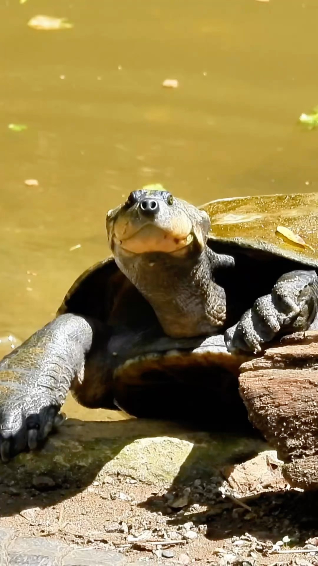 Turtle and Alligator Flirting