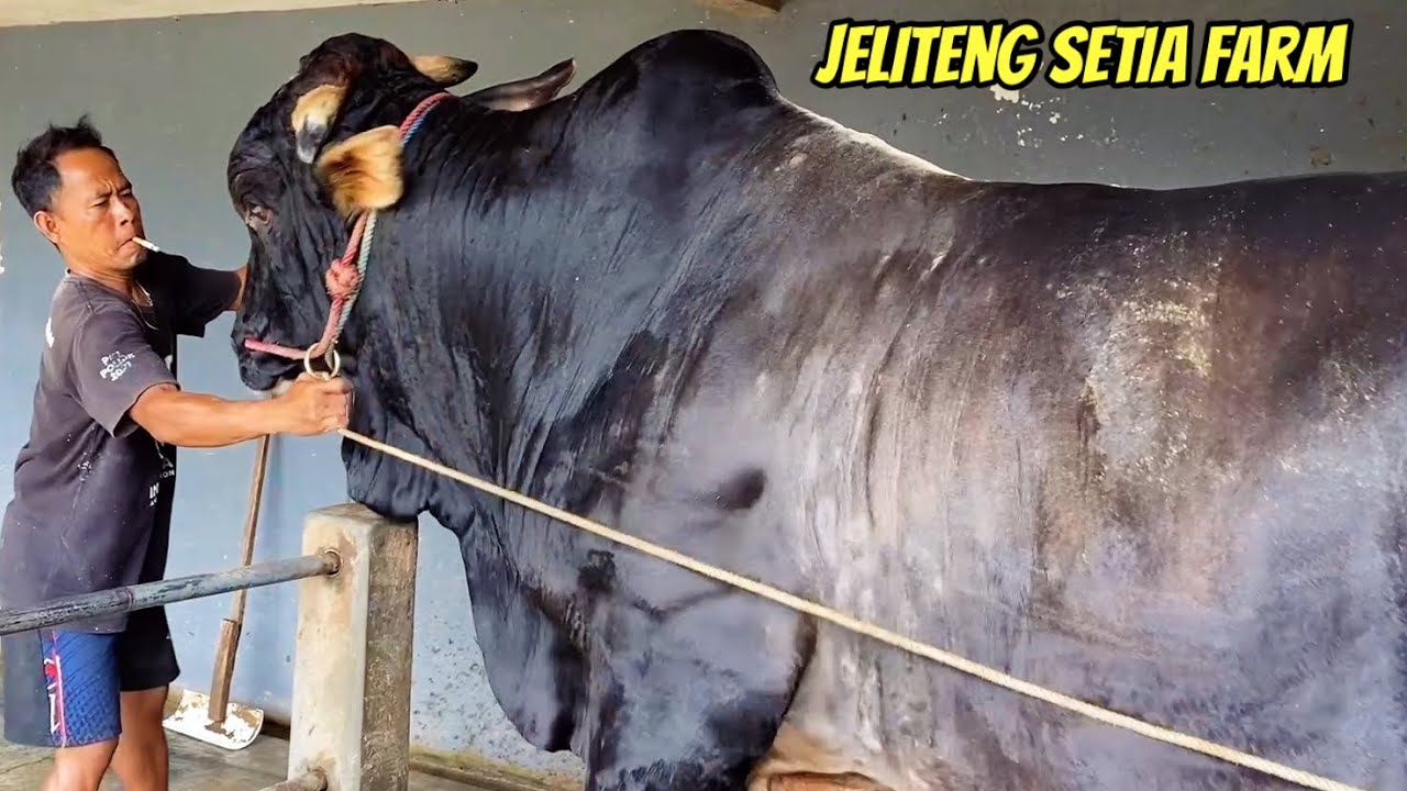DOLAN SETIA FARM SAAT RAMAI KONTES SAPI🔥 - YouTube
