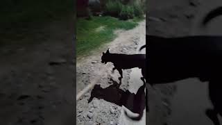 Download Lagu pitu and bunnu MP3