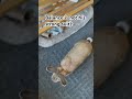 Stood up a little too much… sorry Pumpkin.. #rabbitsofyoutube #rabbitworld #viralrabbit #viralvideo