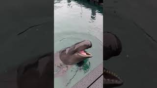 Bird Snatched Dolphin Food off Girl’s Hand and Flew Away