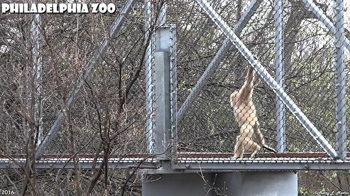 Philadelphia Zoo Gibbons in Zoo360 Trailways - Playing and Slipping and Sliding
