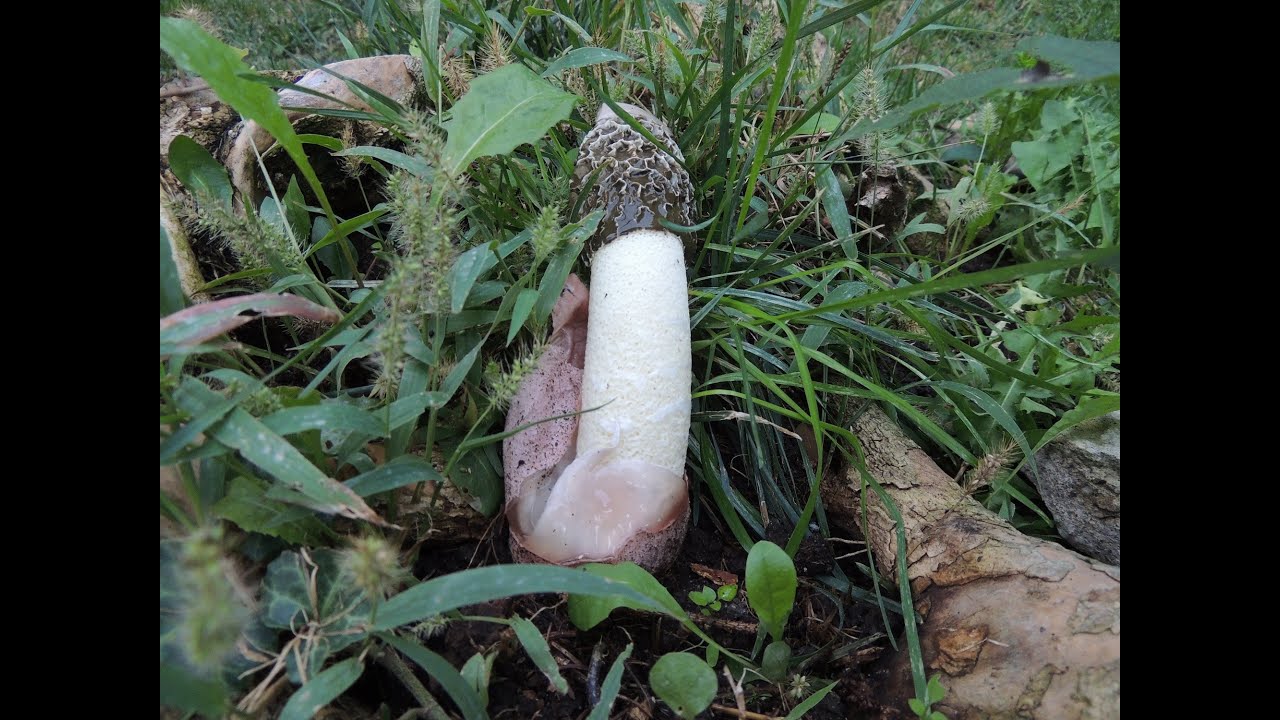 Весёлка Хадриана (лат. Phallus Hadriani), 26 октября 2022