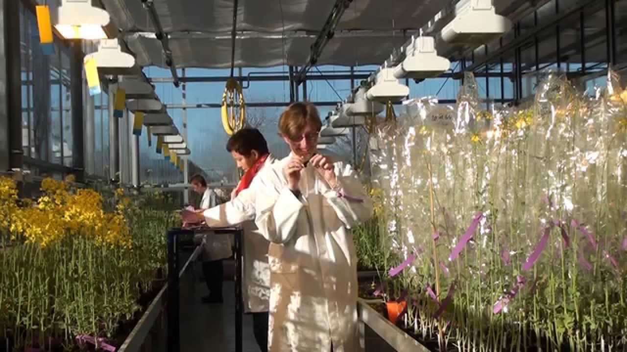 Oilseed rape - an innovative high-tech product