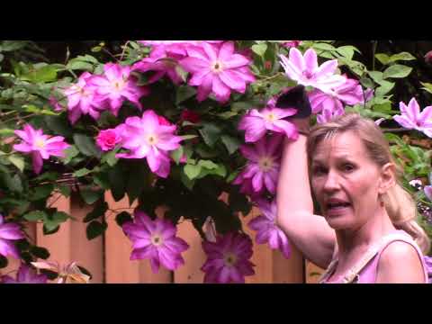 Clematis