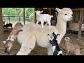 This Alpaca Became a Playground for Baby Goats