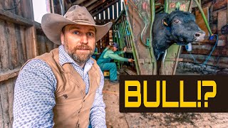 Download Lagu Do WHAT to Bulls? -  ( How Ranchers Make Money!) MP3