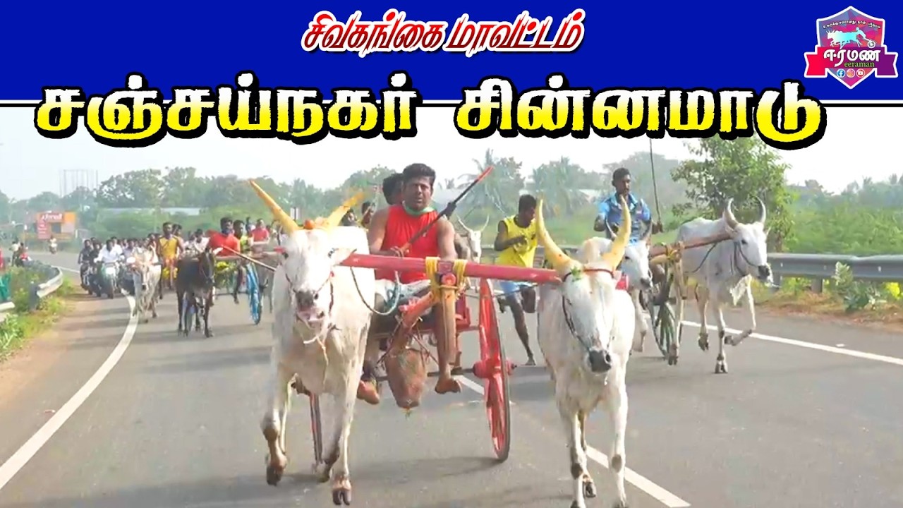 சிவகங்கை  மாவட்டம் | சஞ்சய் நகர் | சின்னமாடு | பந்தயம்