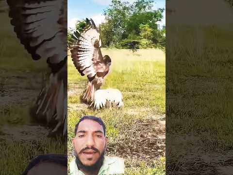    سورة الإخلاص       786