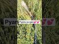 khubsurat gao🥰#shortvideo #nature #shortsfeed