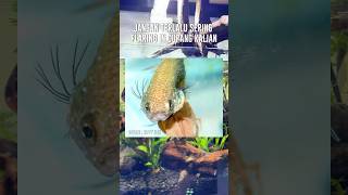 Download Lagu KEBANYAKAN FLARING IN CUPANG BISA KAYAK GINI?! MITOS ATAU FAKTA???  #cupangindonesia #ikancupang MP3