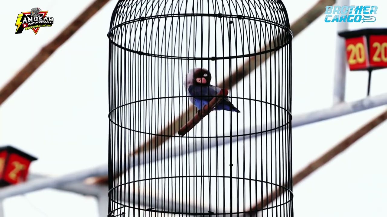 AKSI KONSLET MAHA RAJA SIAP BERSAING KE TENGAH TAHU INI