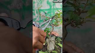 Pruning Loa Kisanak #shorts