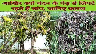 क्यों चंदन के पेड़ पर रहते हैं जहरीले सांप,(Snake On Sandalwood Tree),चदंन पेड़ पे क्यु रहतेहैं सांप