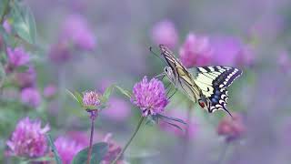 Raag Kaushik Bhairav - Ayan Sengupta - Sitar