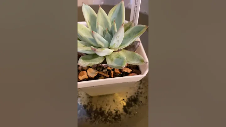Deep Root Watering