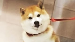 迎えに来た飼い主を見つけた柴犬