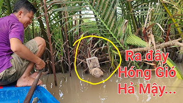 Cách gài bá đạo nhưng hiệu quả. Bẫy chuột trên buồng dừa nước | Săn bắt SÓC TRĂNG |