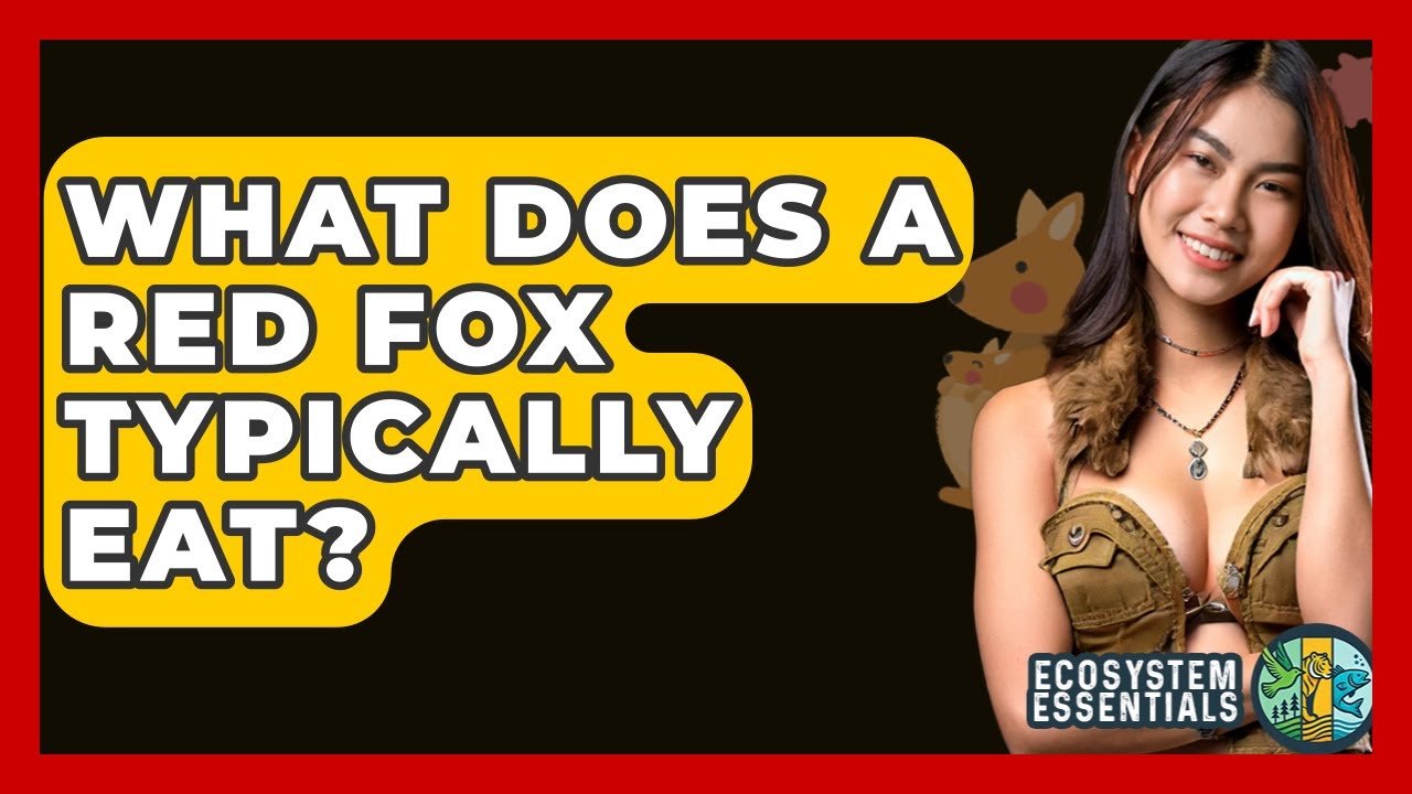 What Does A Red Fox Typically Eat? - Ecosystem Essentials