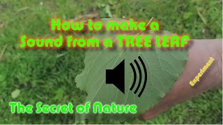 How to make a Sound from a Tree Leaf?