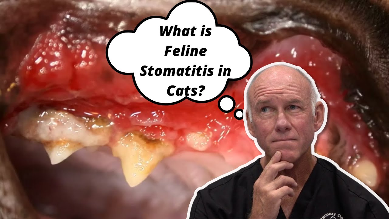 What is Feline Stomatitis in Cats? YouTube