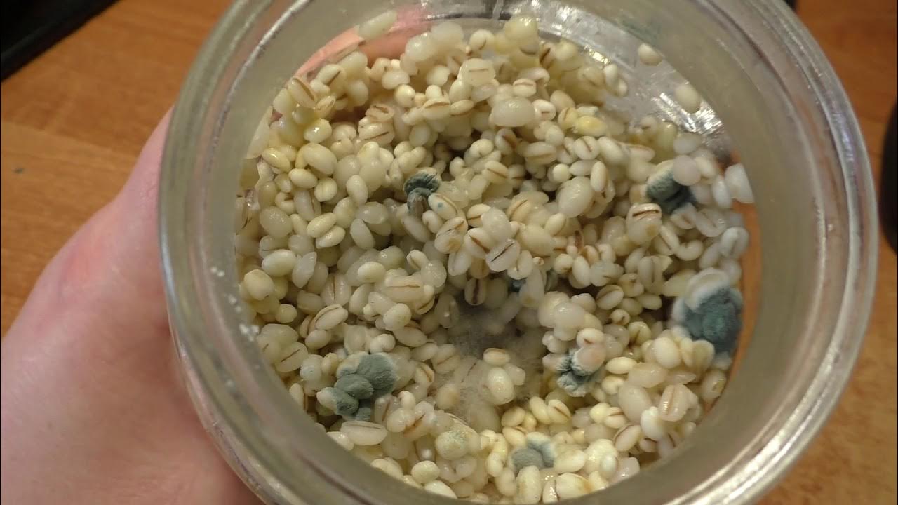 мицелий триходермы на опилках. триходерма на перловке. триходерма верде мицелий. триходерма верде мицелий. триходерма viride.